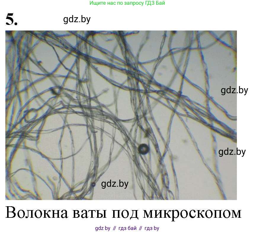 Биология, 6 класс Тетрадь для лабораторных и практических работ, авторы: Лисов Николай Дмитриевич, Борщевская Елена Валерьевна, издательство Аверсэв, Минск, 2023, салатового цвета, страница 11, номер 5, Решение