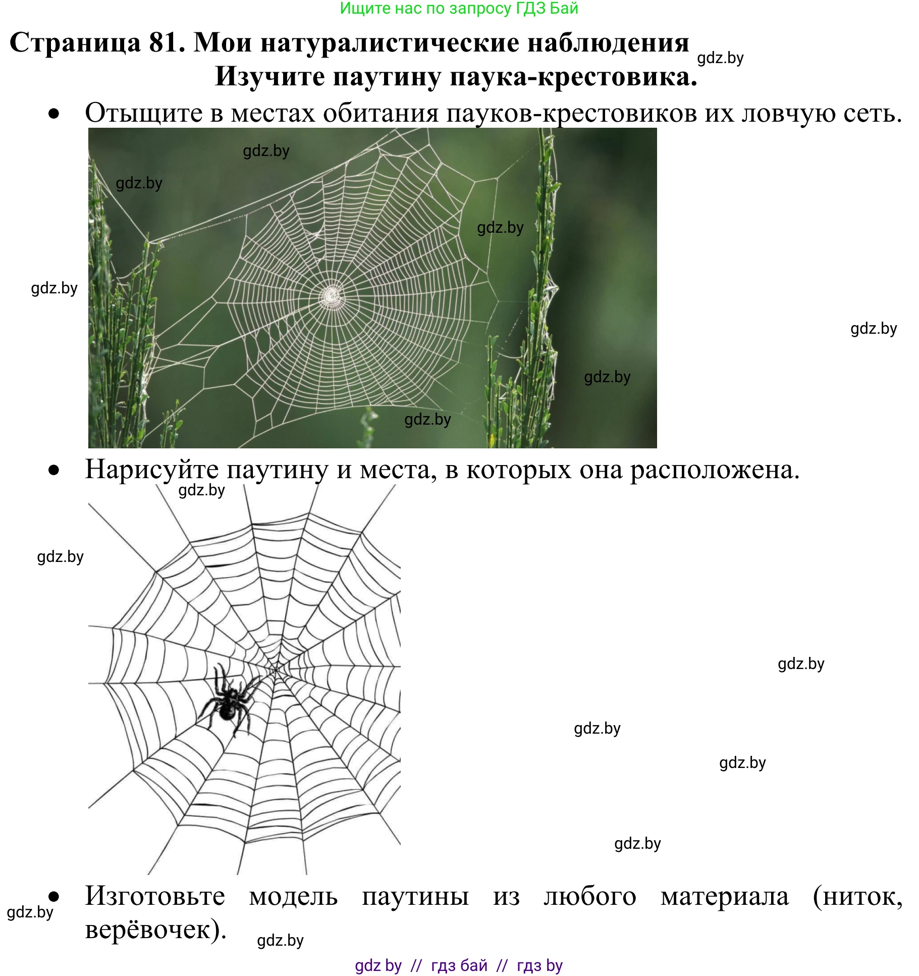 Биология, 8 класс Учебник, авторы: Бедарик Ирина Геннадьевна, Бедарик Александр Евгеньевич, Иванов Владимир Николаевич, издательство Адукацыя i выхаванне, Минск, 2023, зелёного цвета, страница 81, Решение