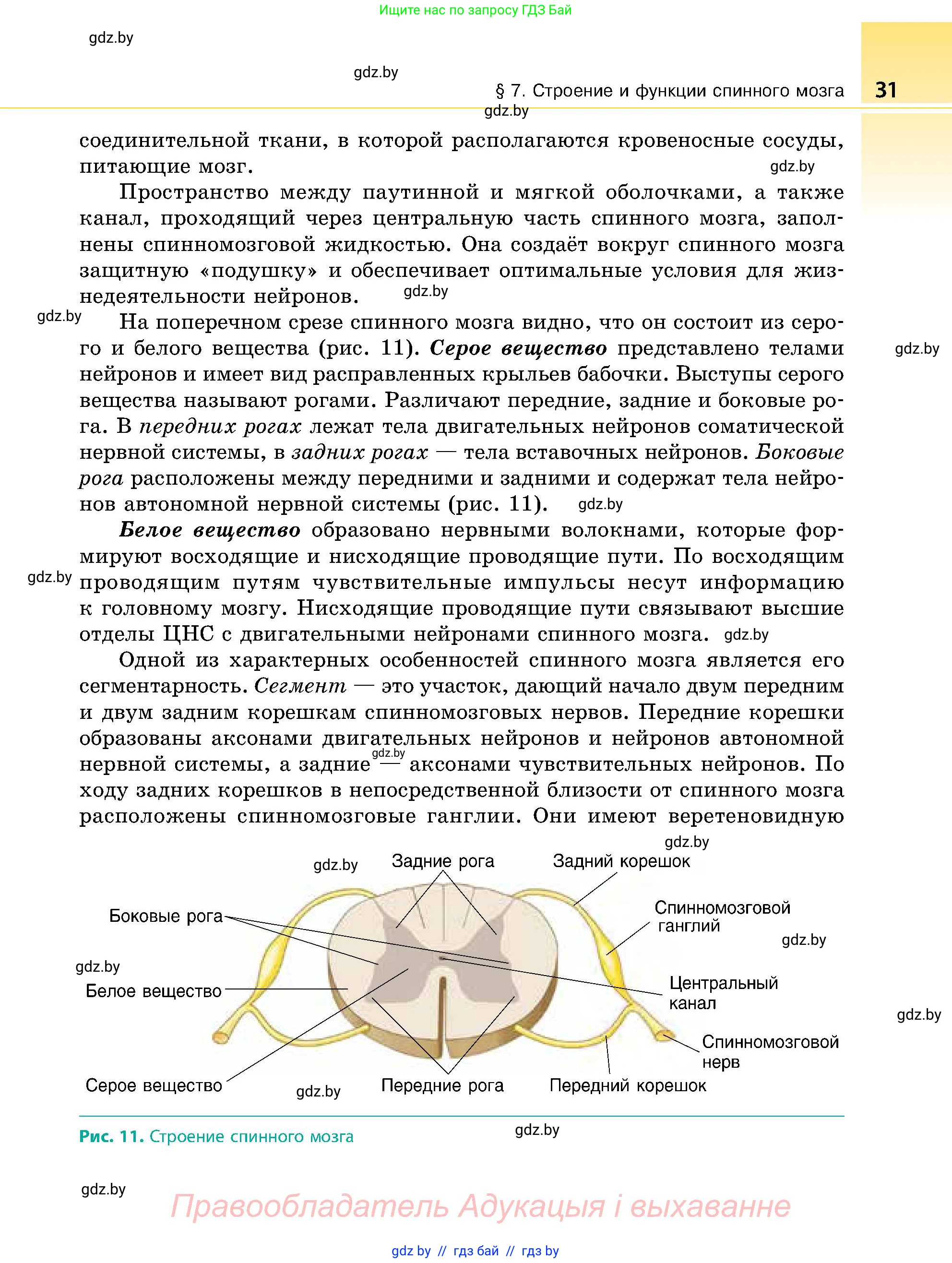 Биология, 9 класс Учебник, авторы: Борисов Олег Леонидович, Антипенко Алеся Анатольевна, Рогожников Олег Николаевич, издательство Адукацыя i выхаванне, Минск, 2025, бирюзового цвета, страница 31
