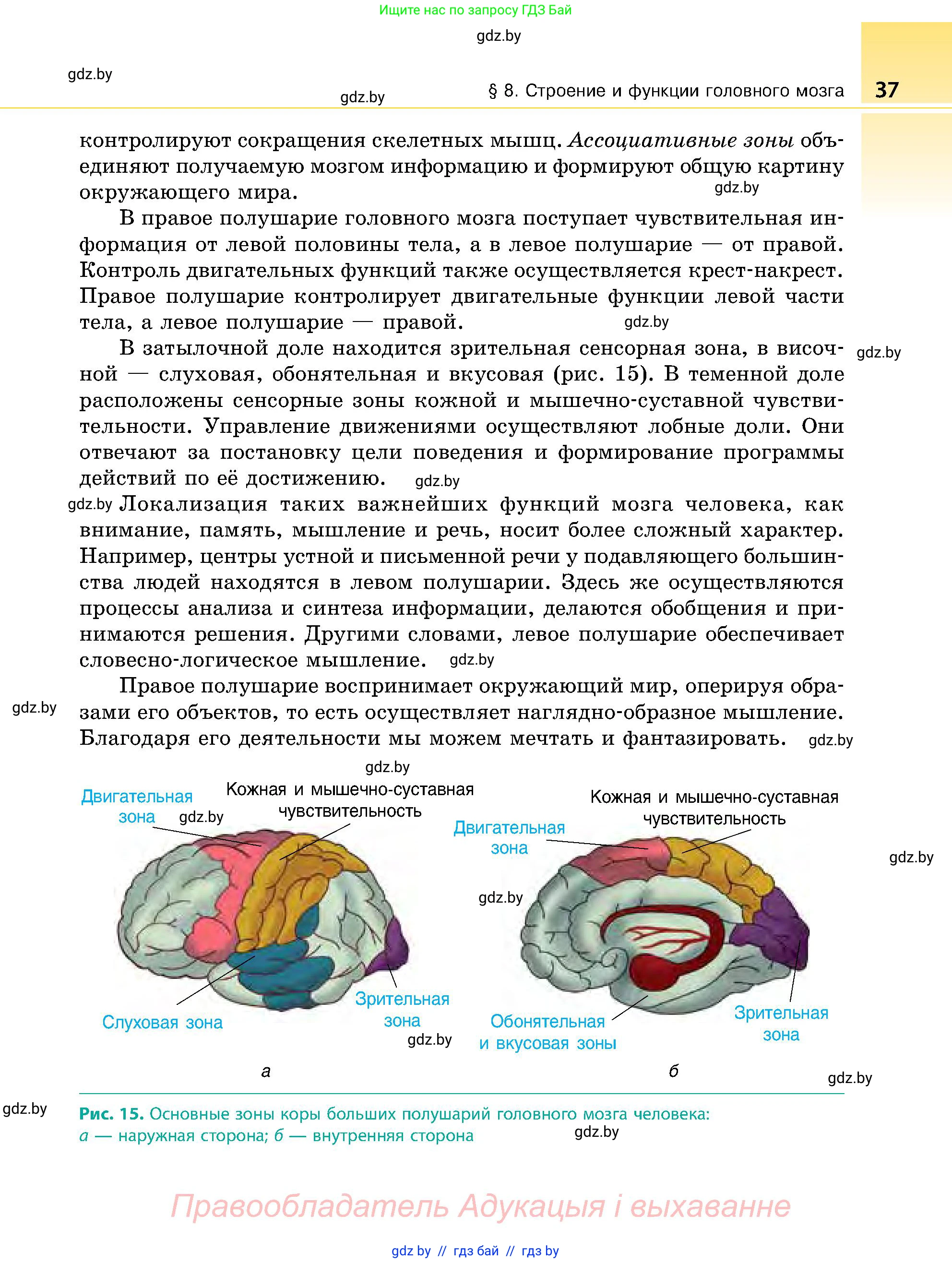 Биология, 9 класс Учебник, авторы: Борисов Олег Леонидович, Антипенко Алеся Анатольевна, Рогожников Олег Николаевич, издательство Адукацыя i выхаванне, Минск, 2025, бирюзового цвета, страница 37