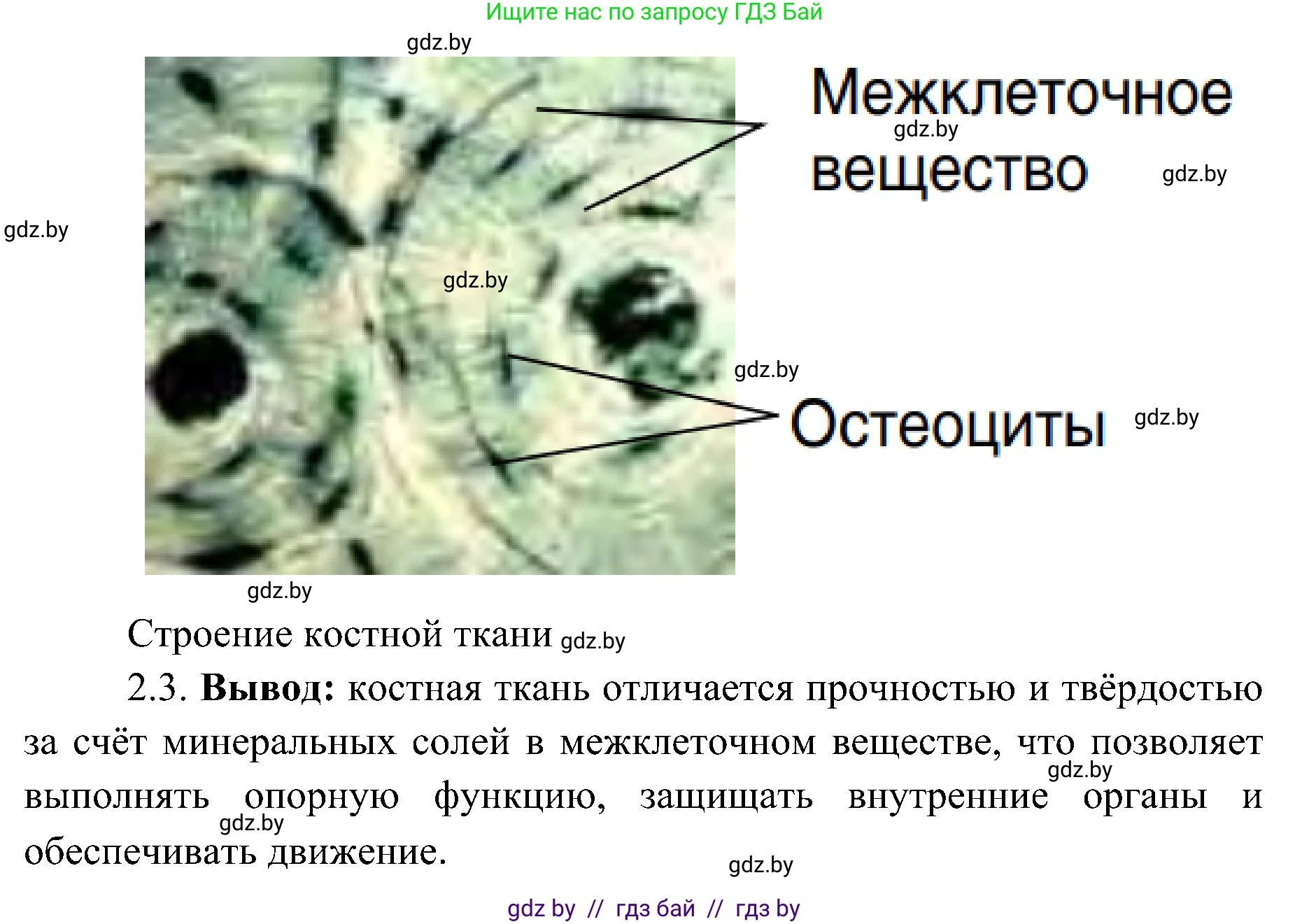 Биология, 9 класс Учебник, авторы: Борисов Олег Леонидович, Антипенко Алеся Анатольевна, Рогожников Олег Николаевич, издательство Адукацыя i выхаванне, Минск, 2025, бирюзового цвета, страница 18, Решение 1 (продолжение 4)