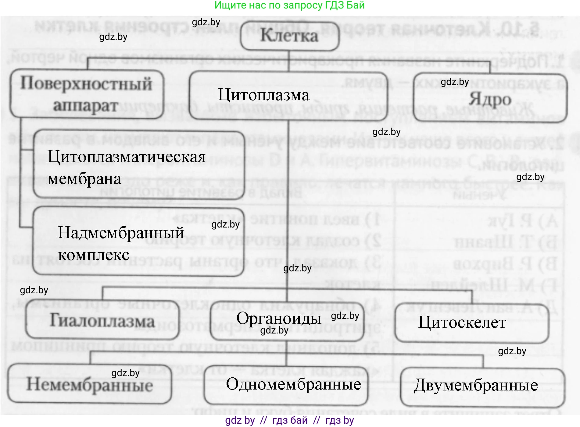 Биология, 11 класс рабочая тетрадь, авторы: Дашков Максим Леонидович, Головач Алексей Михайлович, издательство Аверсэв, Минск, 2021, жёлтого цвета, страница 24, номер 4, Решение