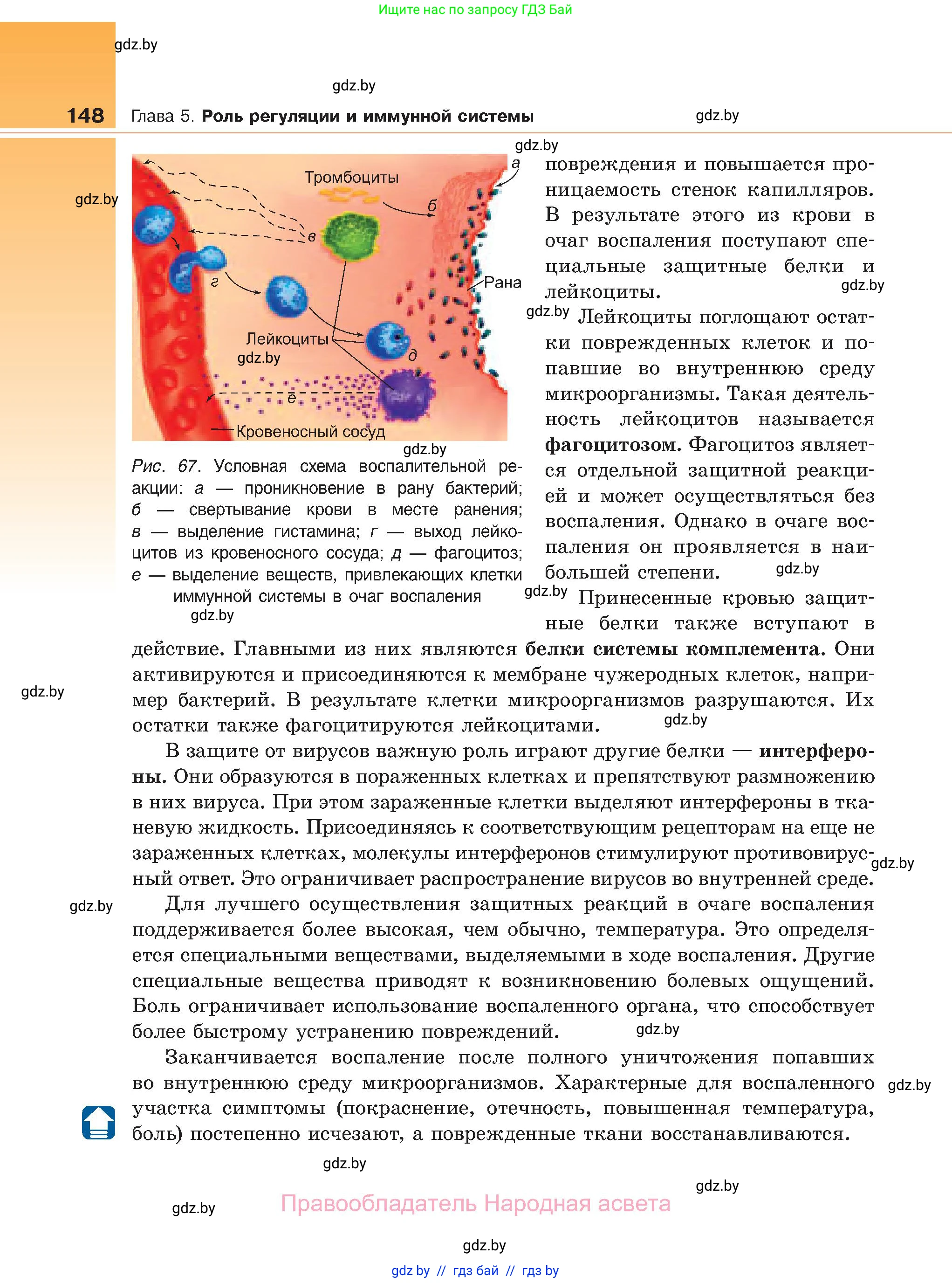 Биология, 11 класс Учебник, авторы: Дашков Максим Леонидович, Песнякевич Александр Георгиевич, Головач Алексей Михайлович, издательство Народная асвета, Минск, 2021, голубого цвета, страница 148