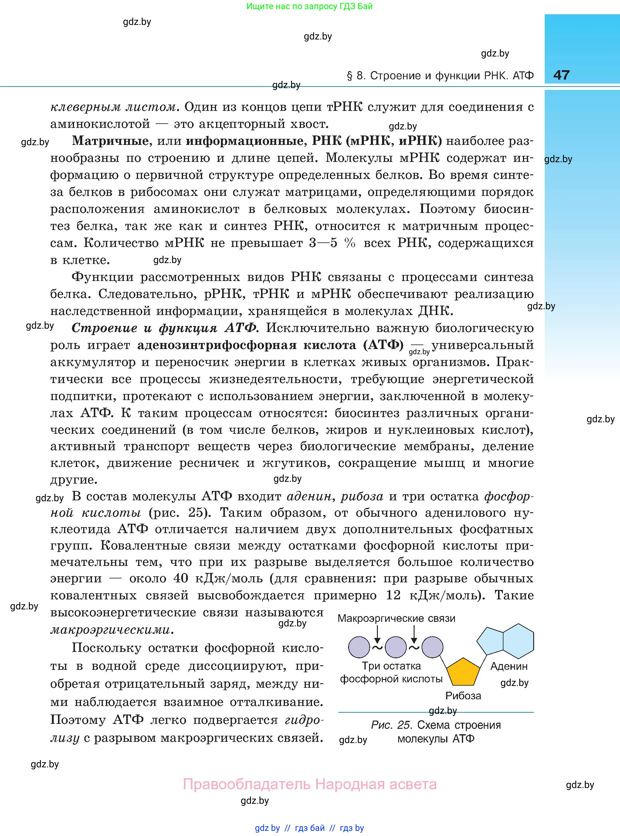 Биология, 11 класс Учебник, авторы: Дашков Максим Леонидович, Песнякевич Александр Георгиевич, Головач Алексей Михайлович, издательство Народная асвета, Минск, 2021, голубого цвета, страница 47
