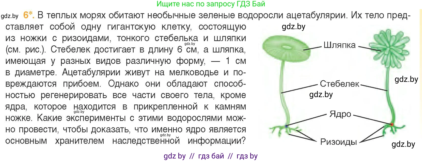 Биология, 11 класс Учебник, авторы: Дашков Максим Леонидович, Песнякевич Александр Георгиевич, Головач Алексей Михайлович, издательство Народная асвета, Минск, 2021, голубого цвета, страница 81, номер 6, Условие