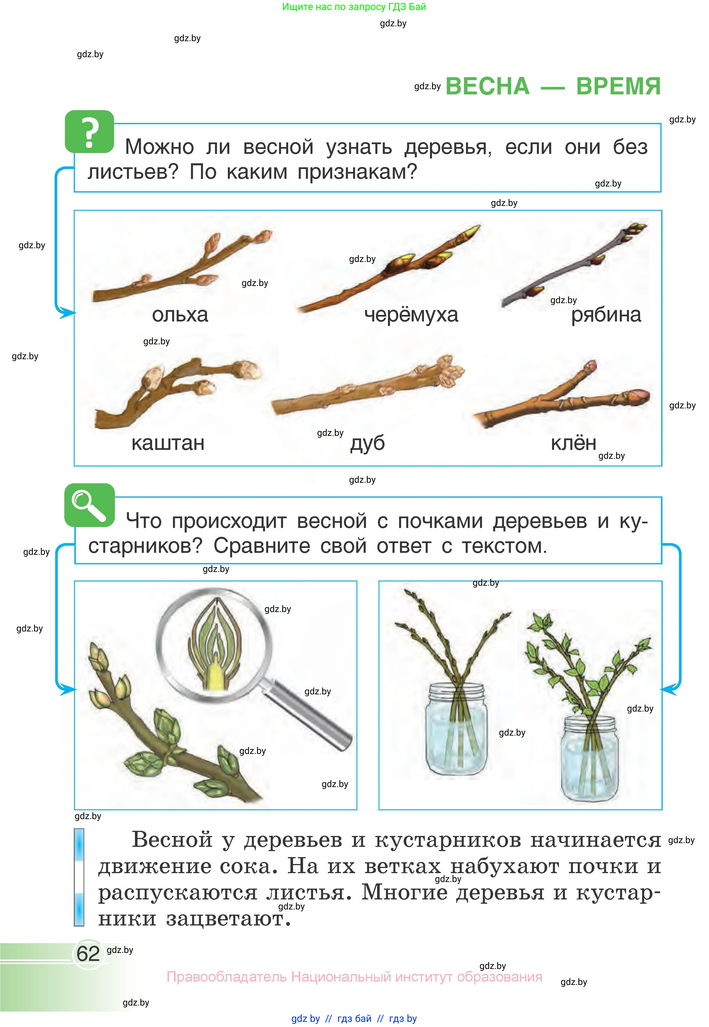 Человек и мир, 1 класс Учебник, авторы: Трафимова Галина Владимировна, Трафимов Сергей Анатольевич, издательство Национальный институт образования, Минск, 2023, салатового цвета, страница 62