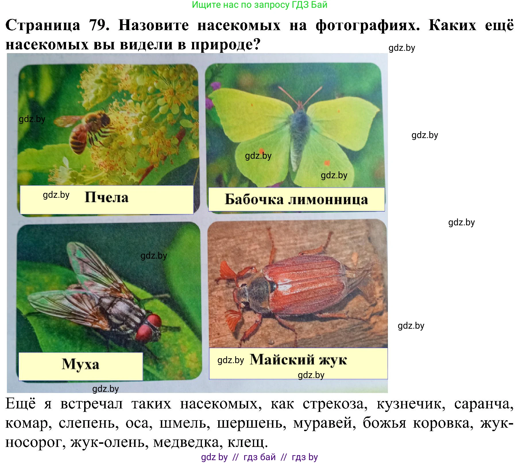 Человек и мир, 2 класс Учебник, авторы: Трафимова Галина Владимировна, Трафимов Сергей Анатольевич, издательство Академия образования, Минск, 2024, страница 79, номер 4, Решение