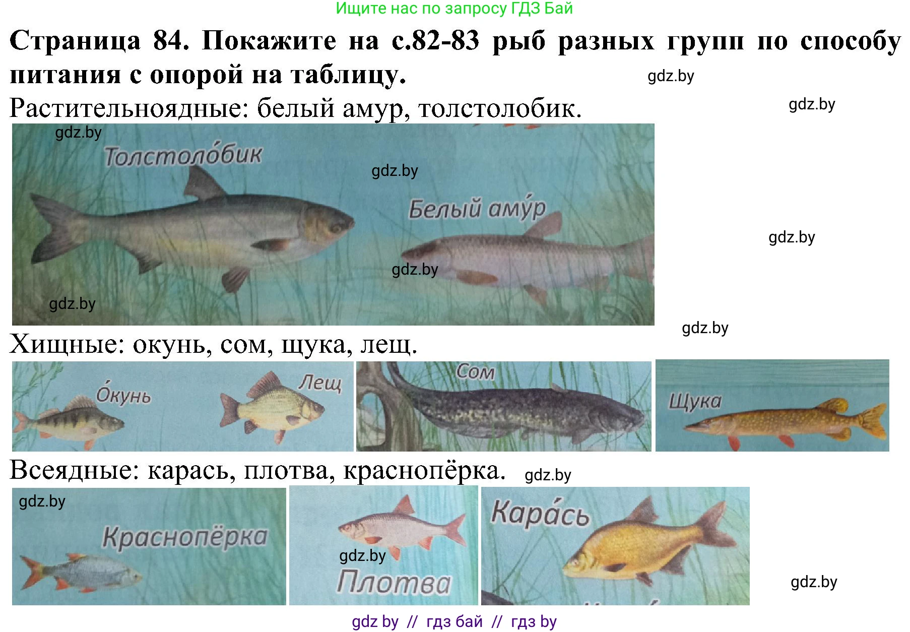 Человек и мир, 2 класс Учебник, авторы: Трафимова Галина Владимировна, Трафимов Сергей Анатольевич, издательство Академия образования, Минск, 2024, страница 84, номер 4, Решение