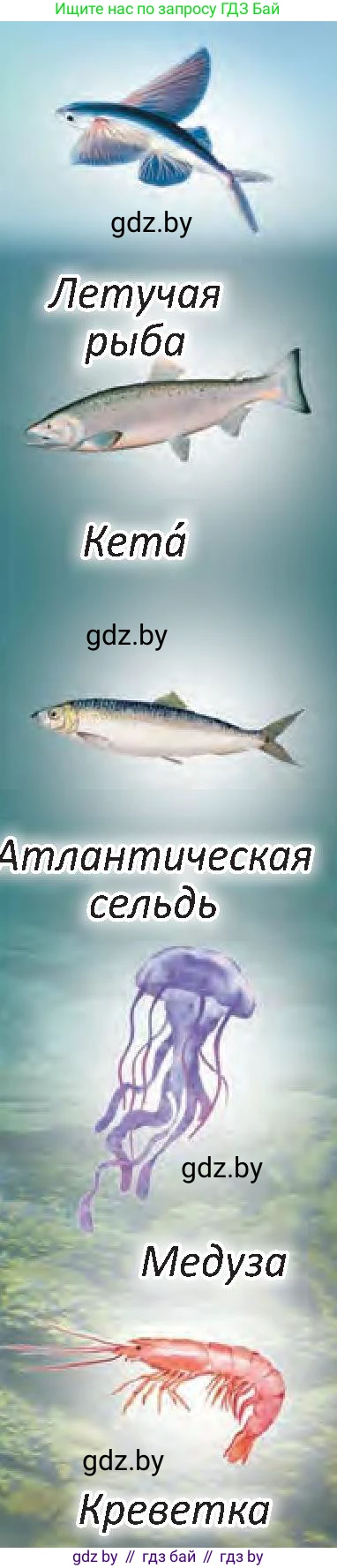 Человек и мир, 3 класс Учебник, авторы: Трафимова Галина Владимировна, Трафимов Сергей Анатольевич, издательство Академия образования, Минск, 2025, голубого цвета, страница 95, Условие (продолжение 2)