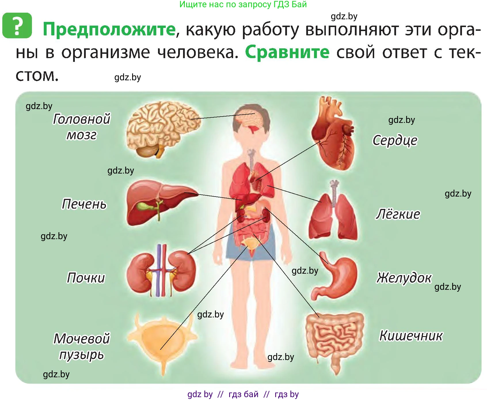 Человек и мир, 3 класс Учебник, авторы: Трафимова Галина Владимировна, Трафимов Сергей Анатольевич, издательство Академия образования, Минск, 2025, голубого цвета, страница 101, Условие