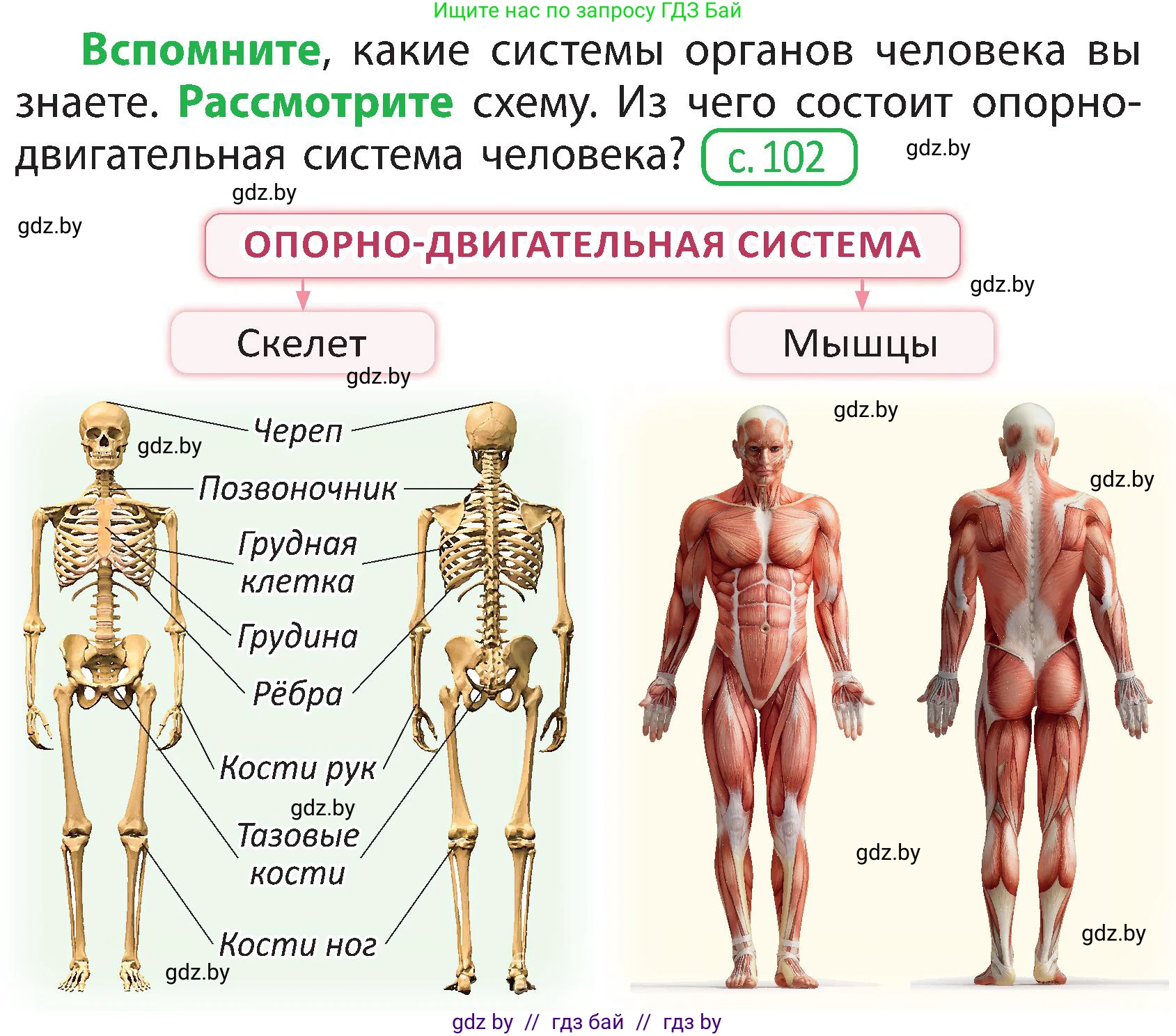 Человек и мир, 3 класс Учебник, авторы: Трафимова Галина Владимировна, Трафимов Сергей Анатольевич, издательство Академия образования, Минск, 2025, голубого цвета, страница 107, Условие