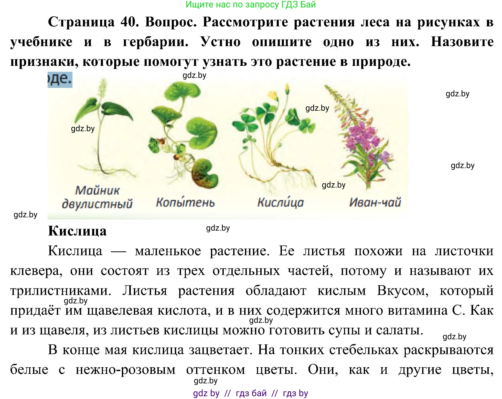 Человек и мир, 3 класс Учебник, авторы: Трафимова Галина Владимировна, Трафимов Сергей Анатольевич, издательство Академия образования, Минск, 2025, голубого цвета, страница 40, Решение