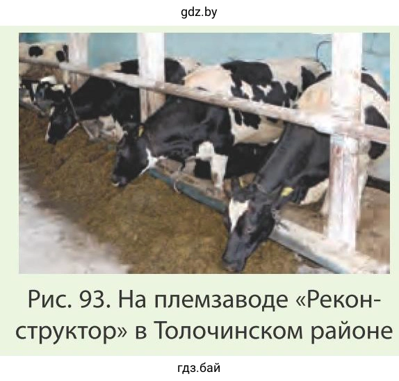 Рис. 93. На племзаводе «Реконструктор» в Толочинском районе